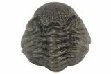 Wide, Enrolled Pedinopariops Trilobite - Mrakib, Morocco #125114-1
